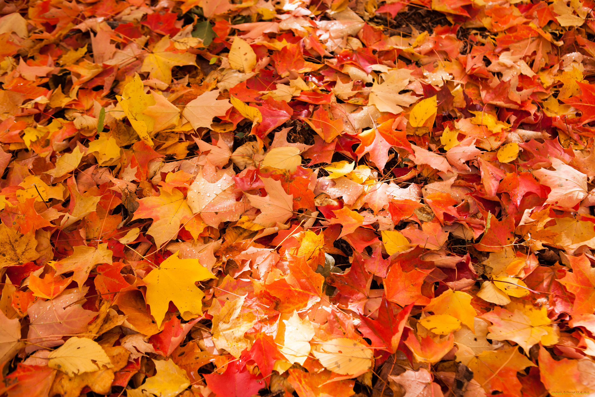 Orange with leaves.